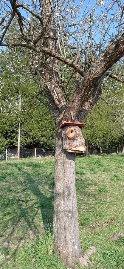 Maison Normande Au Bord De Seine, Le Verger De Pacome Anneville-Ambourville Esterno foto